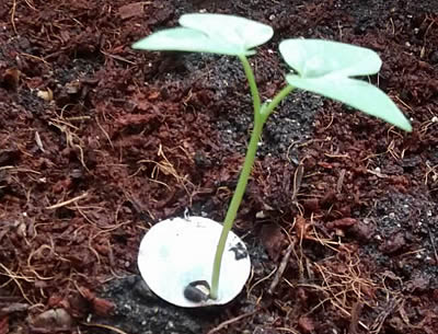 Papel semilla plantable y germinable