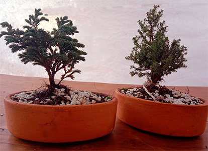 Mini bonsai para regalos empresariales