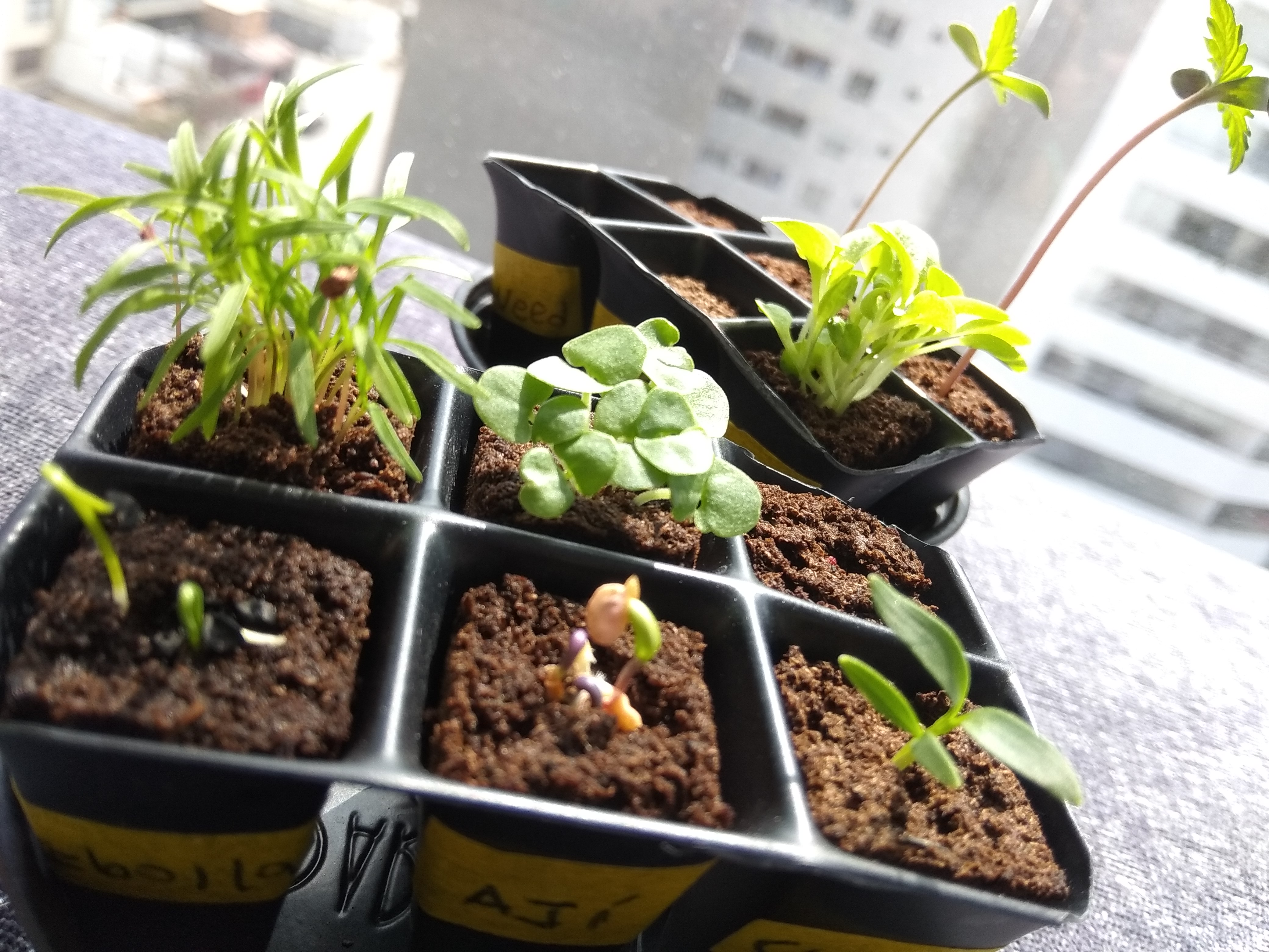 Kit mini HUERTO con Caja de Regalo Ecológica – Merchandising ecológico